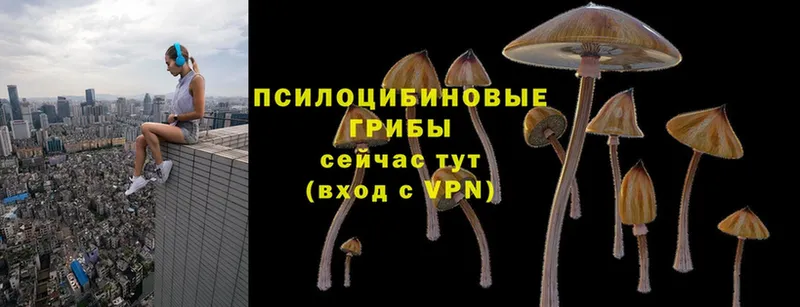 OMG сайт  сколько стоит  Кашира  Псилоцибиновые грибы Cubensis 