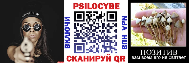 где можно купить наркотик  Кашира  Псилоцибиновые грибы GOLDEN TEACHER 
